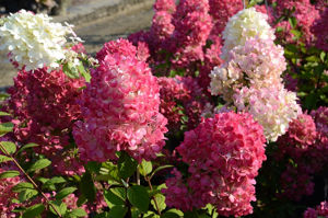 Obraz Hydrangea